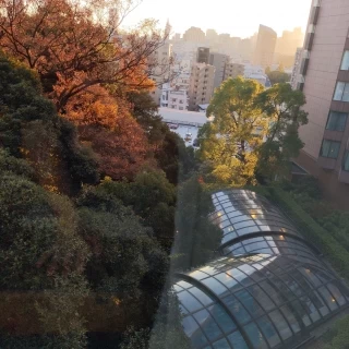 中からの庭の写真