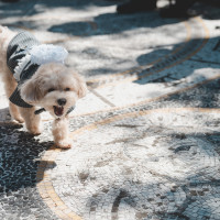 愛犬にリングドッグを頑張っていただきました！