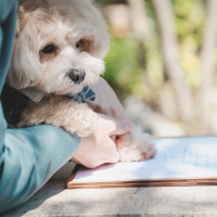 結婚証明書に愛犬の肉球をスタンプしました！