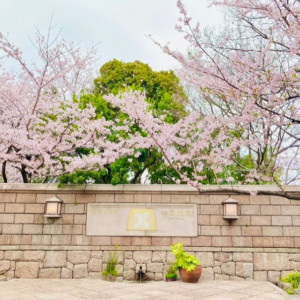 式場に入って正面にある桜に感動しました。|685115さんの樫野倶楽部の写真(1983213)