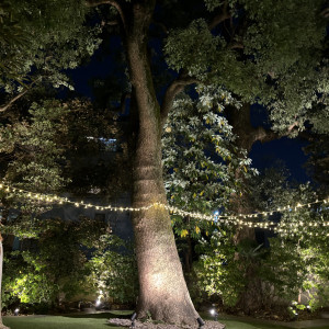 クスの木です。|686051さんのアーモニーアグレアーブル(旧：マノワール・ディノ)の写真(1991798)