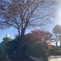 紅葉が素敵でした