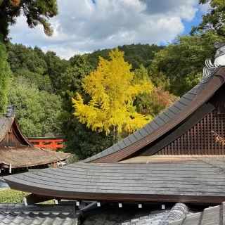 イチョウがすごく綺麗だったので写真を撮りました。