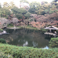 八芳園の中にある庭の池。鯉がたくさんいる