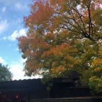 乃木神社の様子。11月で紅葉がきれいだった