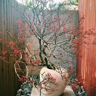 ロビーの季節のお花