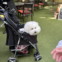 ウェルカムパーティスペースは犬OK