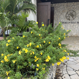 会場の外は沖縄らしいお花や緑に囲われていました。|690522さんの奏の教会の写真(2572652)