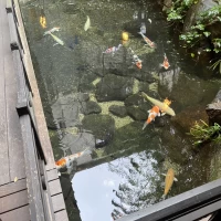 庭のコイ
