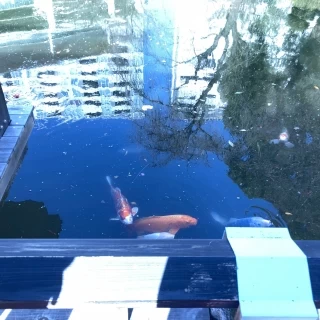 庭の池に鯉がいて、可愛らしいです。