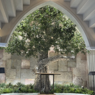 シンボルツリーのオリーブの樹が魅力的でした