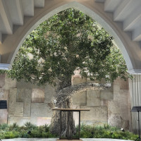 シンボルツリーのオリーブの樹が魅力的でした