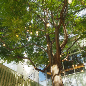 ガーデンの中央に木が|692014さんのアールベルアンジェ札幌の写真(2045495)