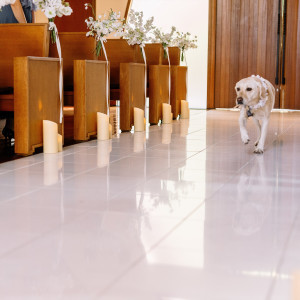 エスコートドッグを完璧にこなした愛犬！|693498さんの軽井沢倶楽部 有明邸の写真(2404121)