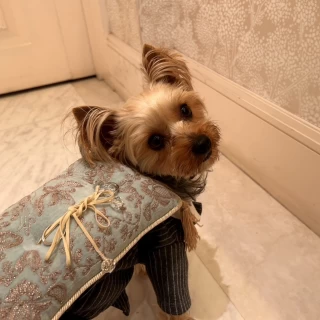 リングドッグの出番を待つ愛犬
