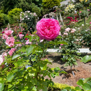 庭に咲くバラ|694137さんの花巻温泉 －The Grand Resort Hanamaki Onsen－の写真(2210402)