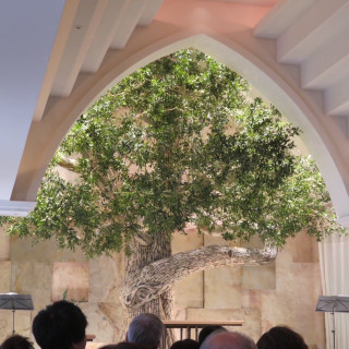 挙式会場のオリーブの木です