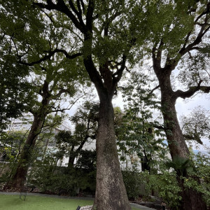 ガーデンの大きな楠です。|694505さんのアーモニーアグレアーブル(旧：マノワール・ディノ)の写真(2068701)