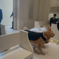 チャペルリングドック