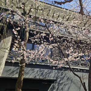 玄関の桜|696313さんのTHE KAWABUN NAGOYA（ザ・カワブン・ナゴヤ）の写真(2085103)
