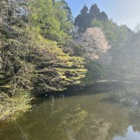 桜も咲いてます、秋は紅葉だそうです