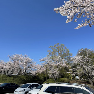 駐車場の桜|696760さんのホテル日航成田の写真(2107929)