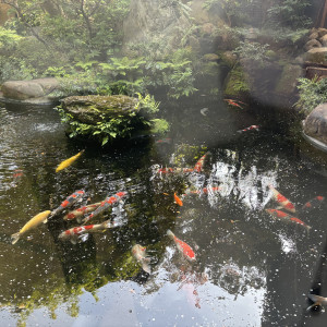 鯉の見えるお庭|697347さんのつきじ治作の写真(2113713)