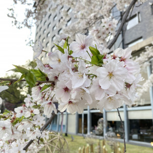 桜の季節にはお庭に桜が綺麗に咲いています|698611さんのグランドプリンスホテル高輪 貴賓館の写真(2105192)