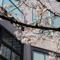 ガーデンの桜