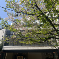 ガーデンの桜の木