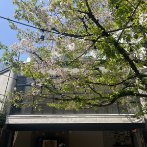 ガーデンの桜の木|699335さんのパラッツォ ドゥカーレ 麻布 （Palazzo Ducale AZABU）の写真(2112993)