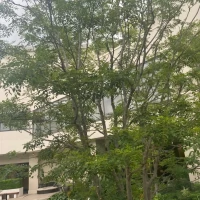 都会ですが式場の中は緑が多いです。