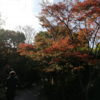 SODOH内の紅葉