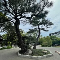 大きな松の木です。