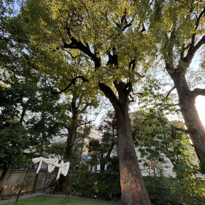 とても大きな木が特徴です|700953さんのアーモニーアグレアーブル(旧：マノワール・ディノ)の写真(2124059)