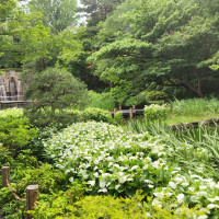 フォレストに向かう時の庭園