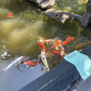 庭園の鯉