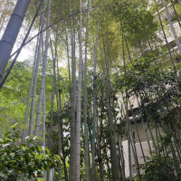 竹林の中庭