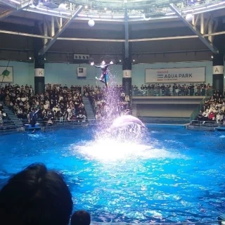 ドルフィンウェディング