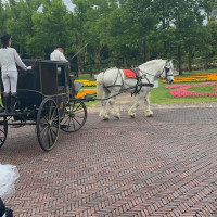 挙式会場から披露宴会場への新郎新婦の馬車パレード