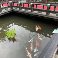 庭園の池で泳いでいる鯉