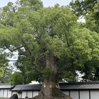 この木に彼は惹かれてました。