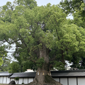 この木に彼は惹かれてました。|704182さんの住吉大社の写真(2146126)