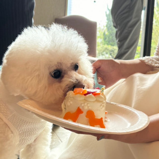 ワンちゃんバイトで食らいつく犬