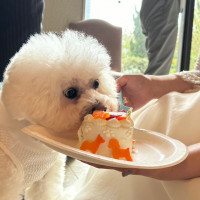 ワンちゃんバイトで食らいつく犬