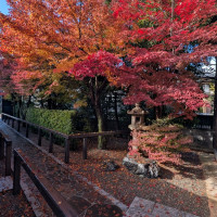 当日は遅めの紅葉が見頃でした。