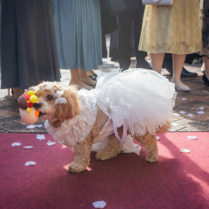愛犬へのぬいぐるみトス|708548さんのTHE ABBEY CHURCH（アビー・チャーチ）の写真(2609622)