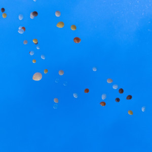 バルーン|708800さんのOrange Vert（オランジュ：ベール）●BRASSグループの写真(2380765)