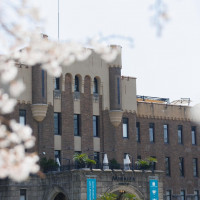 桜が満開で綺麗でした