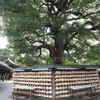 挙式前の明治神宮です。